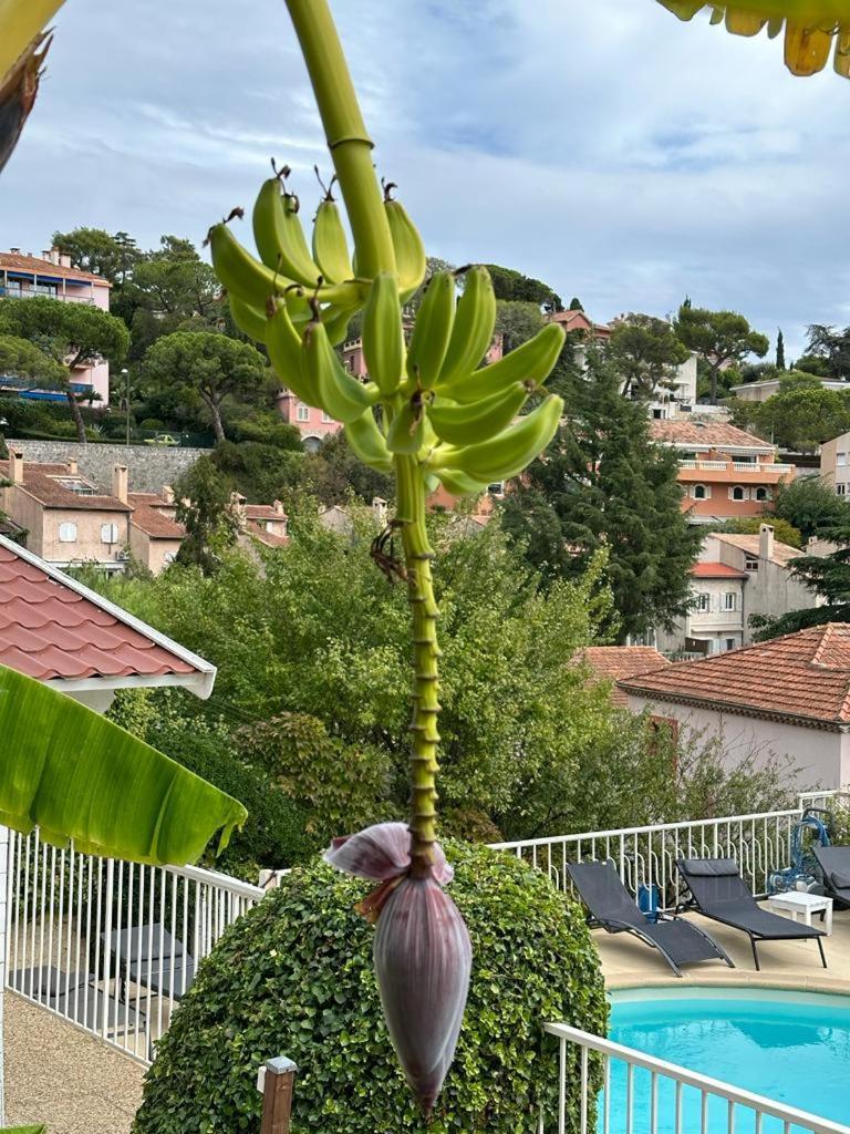La Fiancée Du Pirate 3* Villefranche-sur-Mer